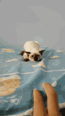 Cat Attacked GIF - Cat Attacked Playing GIFs