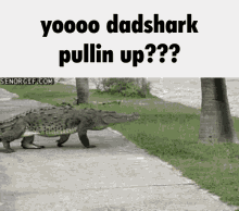 Dadshark Alligator GIF
