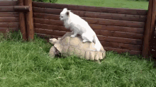 Does This Thing Go Any Faster? GIF - Turtle Ride Funny GIFs