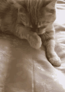 Maple Cat GIF - Maple Cat Kitten GIFs