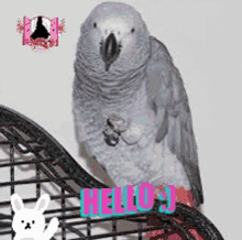 Parrot Bird Gray Animals Hello GIF - Parrot Bird Gray Animals Hello GIFs