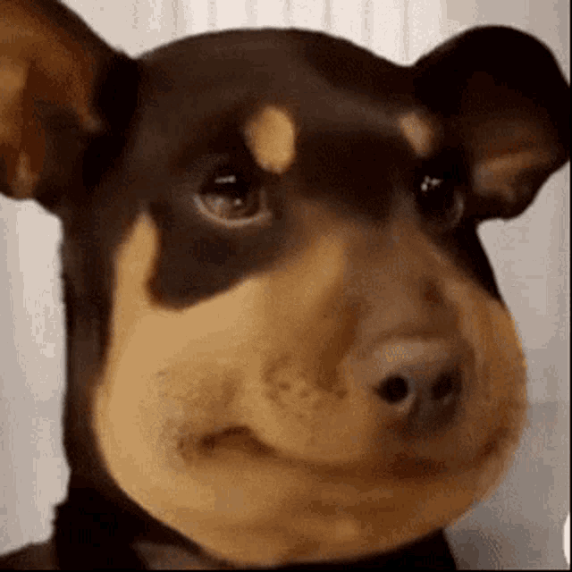 Dog Smile GIF - Dog Smile Awkward - Discover & Share GIFs