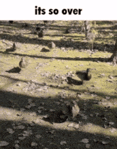 a picture of ducks in a swamp with the words it 's so over above them