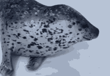 Oceanmam Seal GIF - Oceanmam Seal Stare GIFs