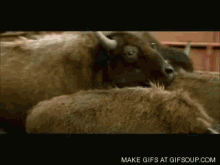 Buffalo GIF - Buffalo Rodeo GIFs