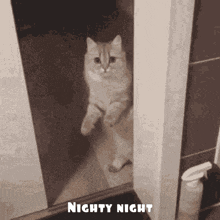 Cat Sleep GIF - Cat Sleep Nighty Night GIFs