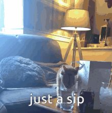 a cat sitting on a couch next to a glass of water with the words just a sip below it
