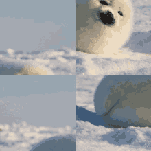 Cope Seal GIF - Cope Seal GIFs