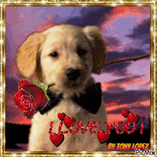 a picture of a puppy holding a red rose with the words i love you by tony lopez