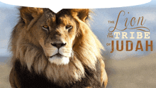 a picture of a lion with the words the lion of the tribe of judah