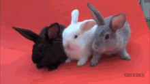 Fluffy Bunnies Doing Nothing In Particular GIF