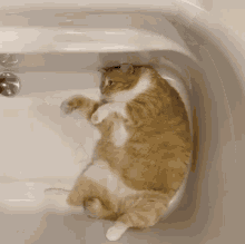 Cat Kitty GIF - Cat Kitty Fat Cat GIFs