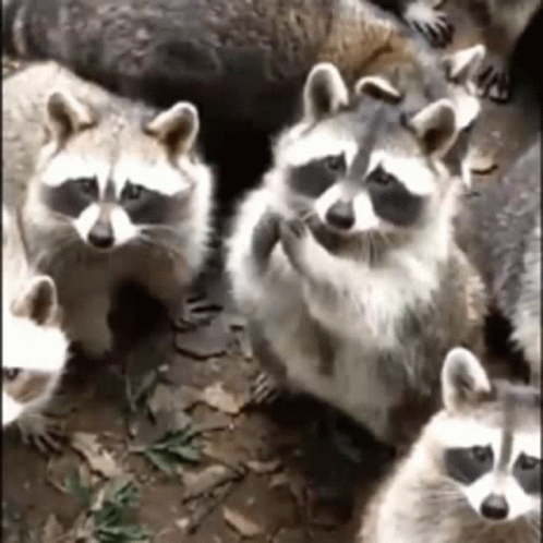 Raccoons GIFs | Tenor