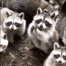 Raccoons Preparing GIF - Raccoons Preparing GIFs