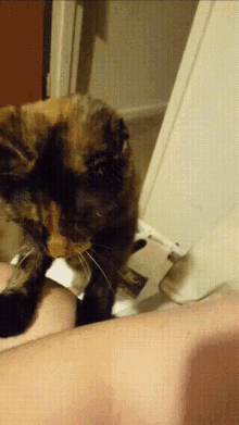 Becklo Cat GIF - Becklo Cat Waking Up GIFs