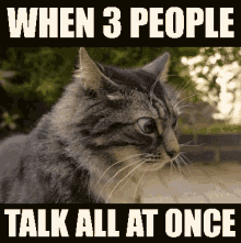 Cat When Three People Talk At Once GIF - Cat When Three People Talk At Once Confused GIFs