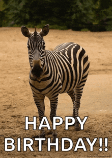 Zebra Animal GIF - Zebra Animal Cute GIFs