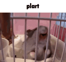 a hamster is laying in a cage with the word plart above it