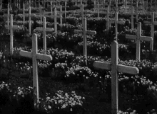 Rows And Rows Of White Crosses In Field Of Flowers GIF - Cross The Cross Cemetery GIFs