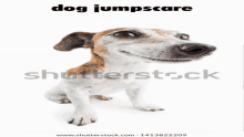 Dog Jumpscare Hd GIF - Dog Jumpscare Hd Dog Jumpscare Hd GIFs