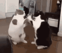 Slow Cat Boxing Lethargic GIF - Slow Cat Boxing Lethargic Disinterested GIFs