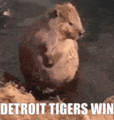 Detroit Tigers GIF - Detroit Tigers Win GIFs