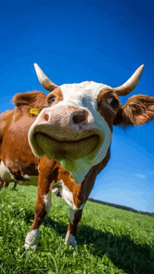 a brown and white cow with long horns and a yellow tag on its ear