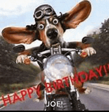a dog is riding a motorcycle with a helmet and goggles on .