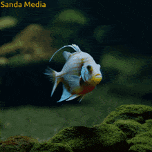 a sanda media photo of a fish swimming in a tank