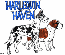 haven harlequin great dane dogs