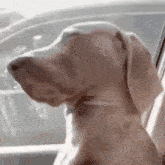 Beauford Dog GIF - Beauford Dog Not Listening GIFs