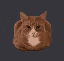 a brown and white cat is laying on its back on a gray background .