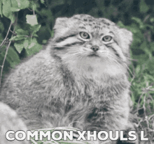 Common Xhouls L Manul GIF - Common Xhouls L Manul Cat GIFs