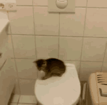 Cat Gato GIF - Cat Gato Salto GIFs