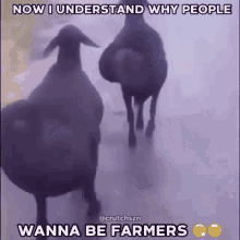 Farmer Sheep GIF - Farmer Sheep Twerk GIFs
