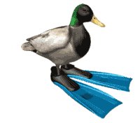 اردک Sticker - اردک Stickers
