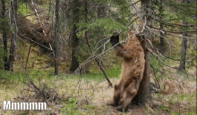 Bear Woods GIF - Bear Woods Wildlife GIFs