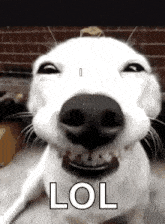 a close up of a white dog making a funny face with the words lol written on it .