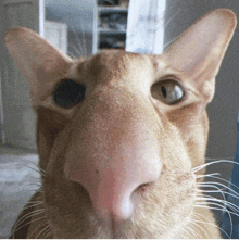 Miomaomiomao Sniff GIF - Miomaomiomao Sniff Stare Cat GIFs