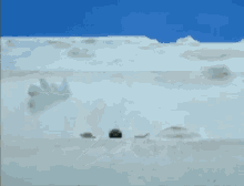 Pingu Skiing GIF - Pingu Skiing Fail GIFs