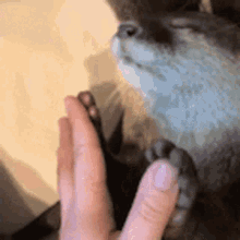 Otter Hands GIF - Otter Hands Sleep GIFs