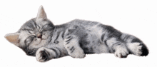 a gray and white kitten is sleeping on its back with its eyes closed on a white background .