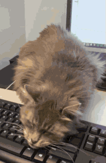 cat keyboard work productive itch