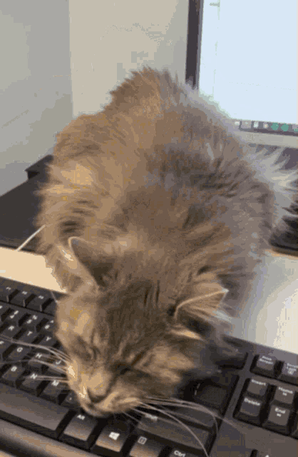 cat-keyboard.gif