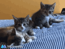 Chaton Cat GIF - Chaton Chat Cat GIFs