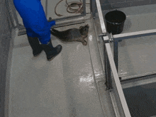 a seal is laying on the floor next to a person cleaning it