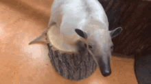 an anteater is sitting on top of a tree stump .
