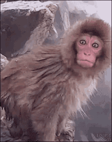 Omg Monkey GIF - Omg Noway Monkey GIFs