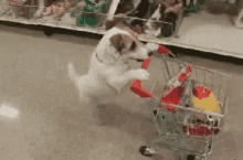 Funny Animals Shopping Time GIF - Funny Animals Shopping Time Wow GIFs