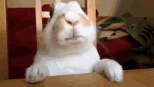 Bunny Rabbit GIF - Bunny Rabbit Eating GIFs